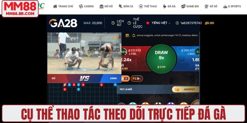 Cụ thể thao tác theo dõi trực tiếp đá gà